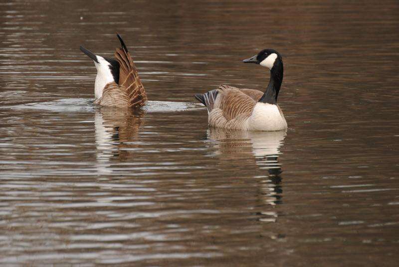 A goose by any other name Times News Online