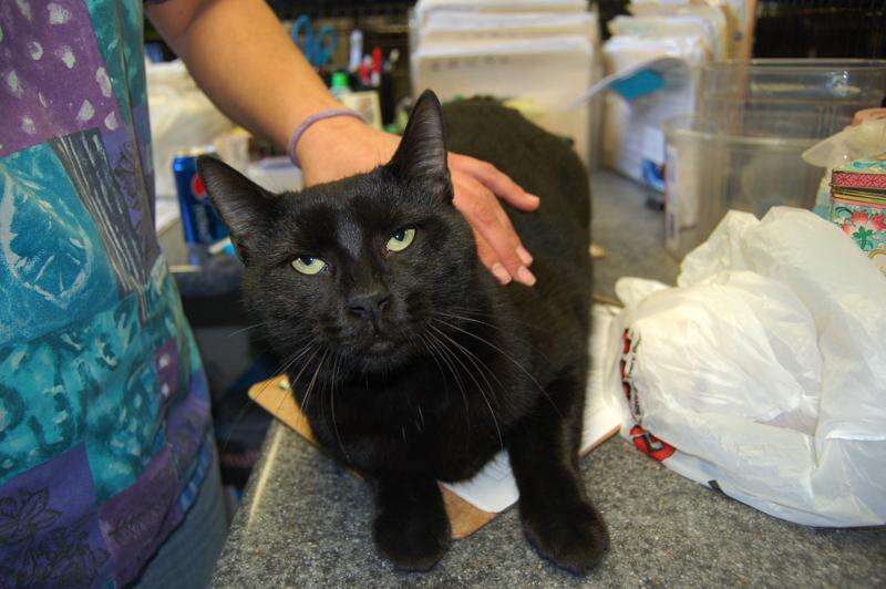 Adopt Me Times News Online