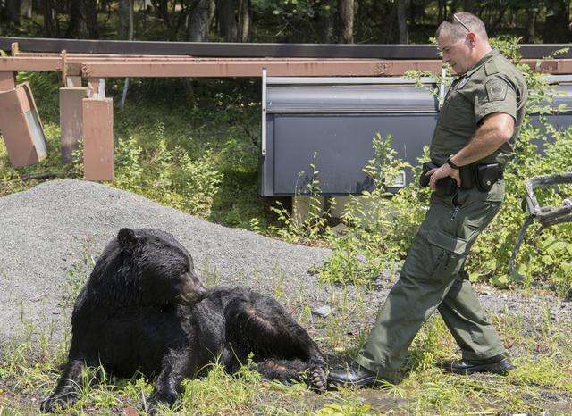 Bears Bears Everywhere Game Commission Is Seeing An Increase In The Popu Times News Online