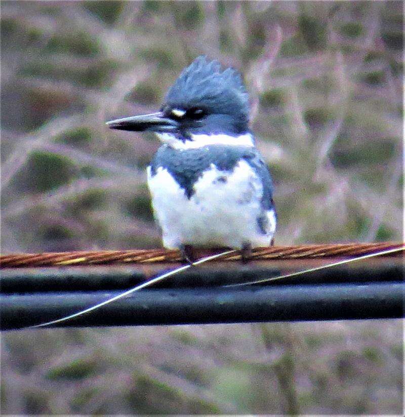 Nature Notes: Belted Kingfishers Dive and Burrow