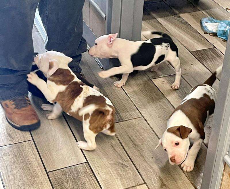 Carbon county animal shelter 2025