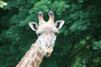 It S All Happening This Fall At The Lehigh Valley Zoo Lehigh Valley Press