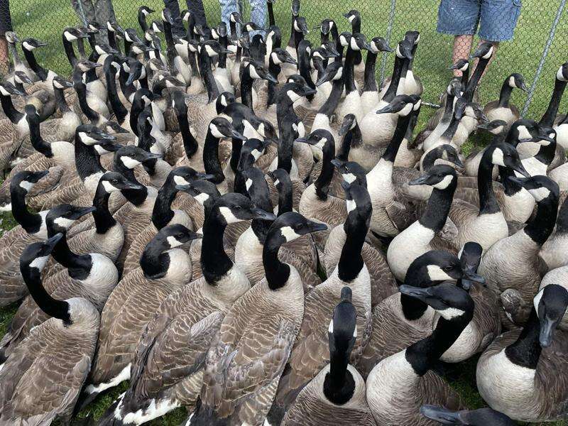 Canada goose job fair online