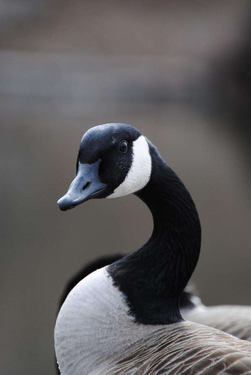 Canada Goose Identification, All About Birds, Cornell Lab of Ornithology