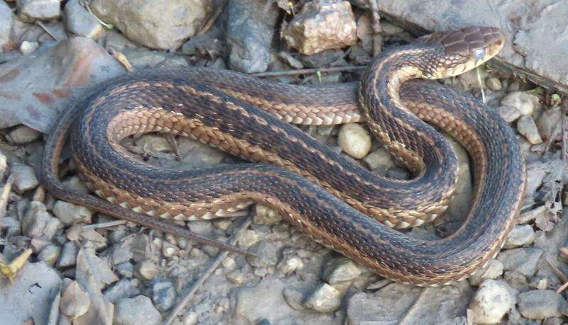 Snakes play vital role in ecosystems, humans' health > Robins Air Force  Base > Article Display