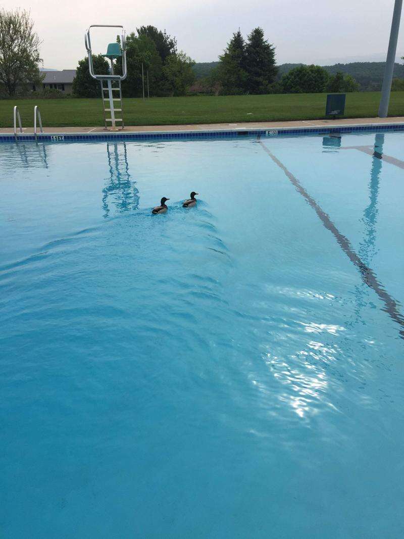 Northern Lehigh Swimming Pool Association Won T Open This Season