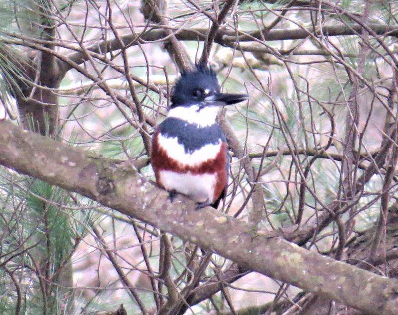 Woodland Wildlife Spotlight: Belted Kingfisher