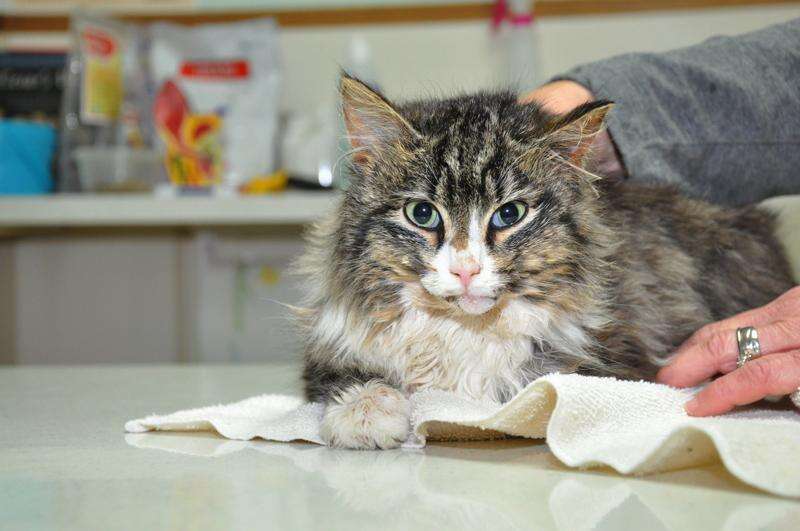 Injured Kitten Needs Help Times News Online