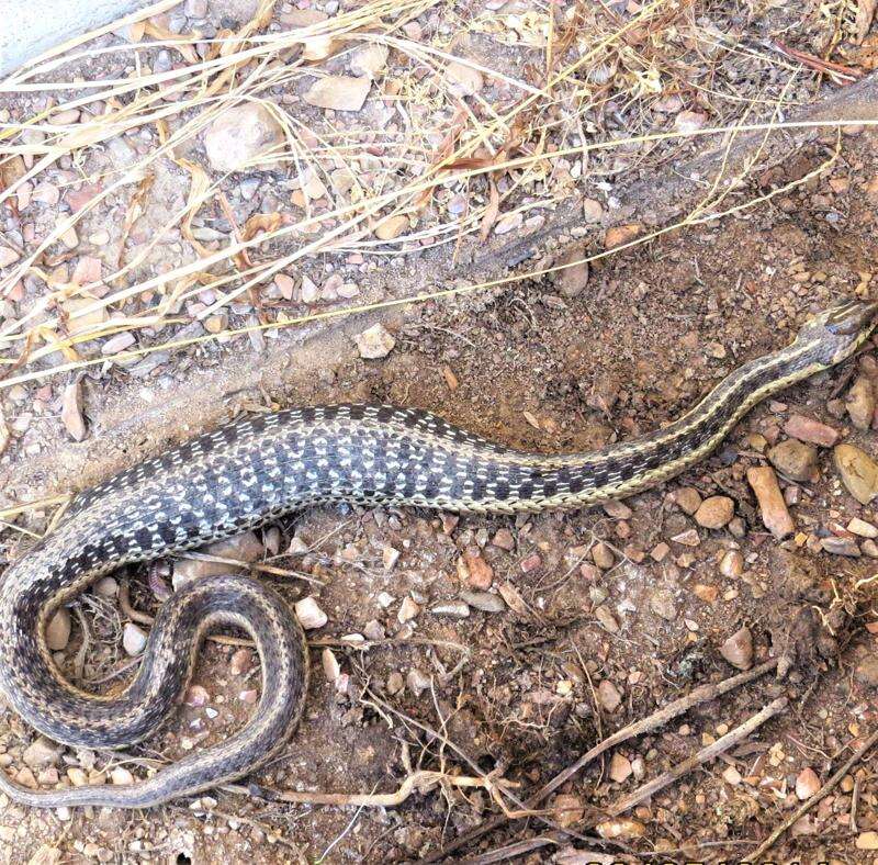 Snakes play vital role in ecosystems, humans' health > Robins Air Force  Base > Article Display