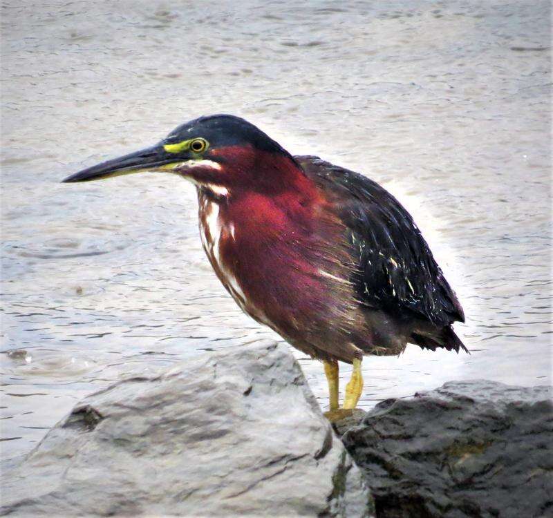 Is that a heron or an egret? Our guide to the region's white birds