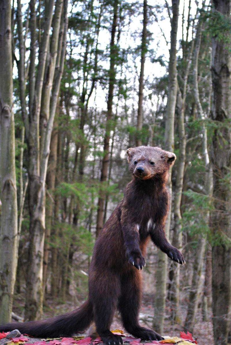 What is a Fisher Cat?