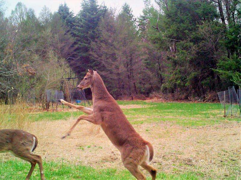 Deer May Be Peeing Themselves Out of Their Favorite Winter