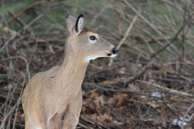 Common Whitetail Diseases