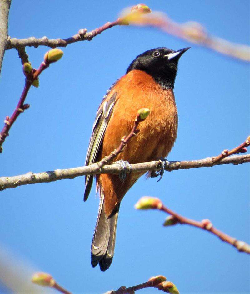 Orioles among New World's most vibrant birds, Community News