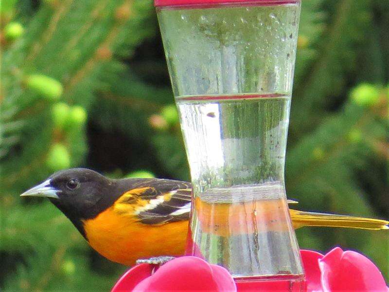 28) Baltimore Oriole  Oriole bird, Baltimore orioles birds, Birds