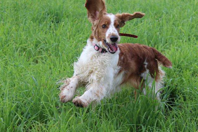 welsh springer spaniel hunting