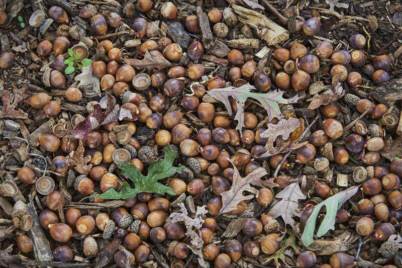 Lots of acorns? You might be seeing a 'mast' year – Times News Online