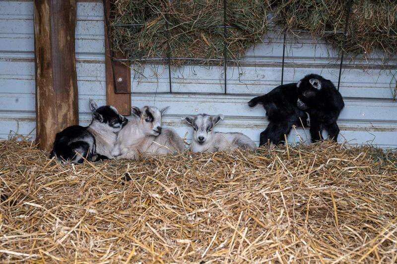 Pygmy Goat - Lehigh Valley Zoo