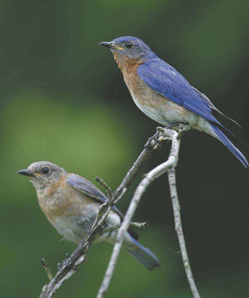 Attract Colorful Beautiful Birds To Your Backyard Times News Online