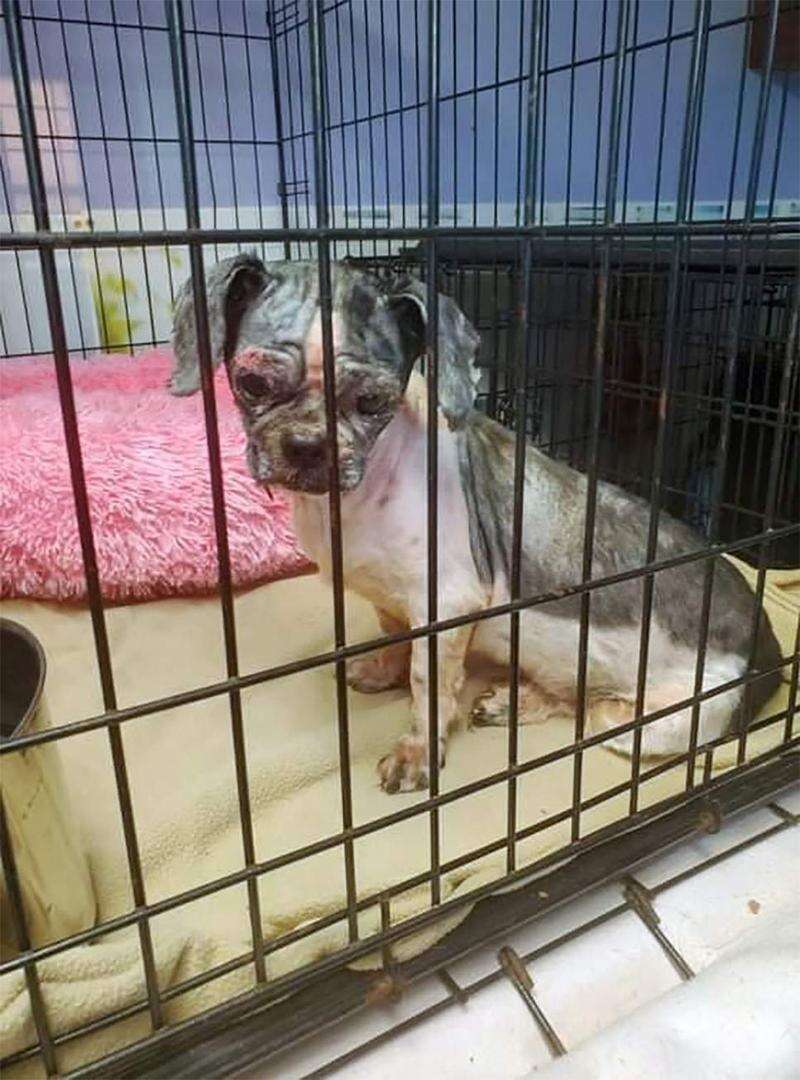 Ruth steinert cheap spca dogs