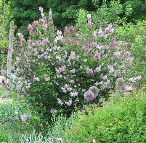 Miss Kim Is A Lilac For Smaller Spaces Times News Online