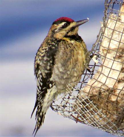 It S In Your Nature Is It That Time Already Bird Feeding Tips