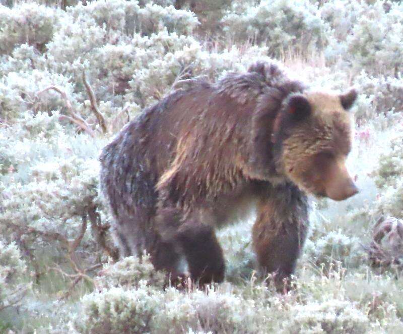 5 Good Wyoming Grizzly Bear Recipes [VIDEOS]