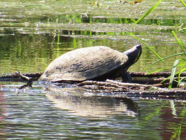 Pond And Wetland Life Times News Online