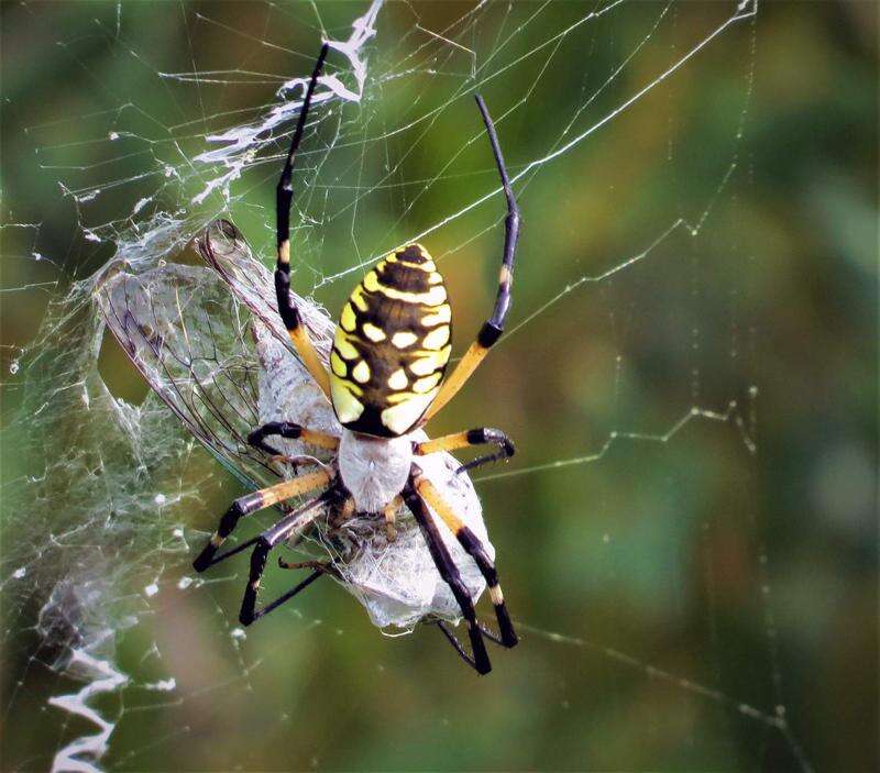 How do spiders avoid getting tangled in their own webs?