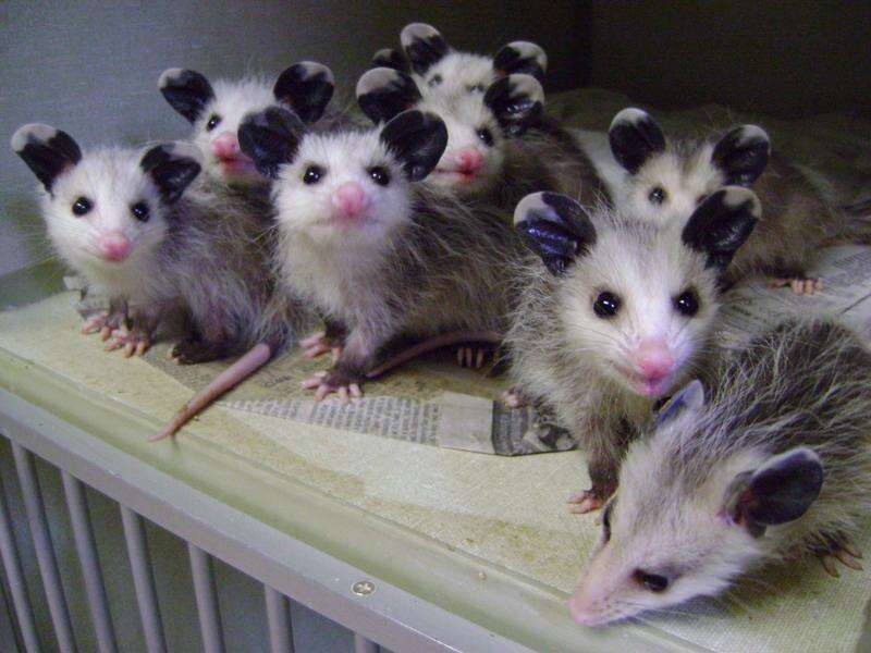 Spotlight I Found An Orphaned Animal Now What Do I Do Times News Online