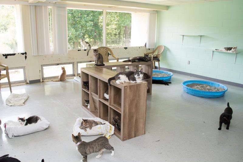 Shelters Keep Caring For Animals Despite Shutdown Times News Online