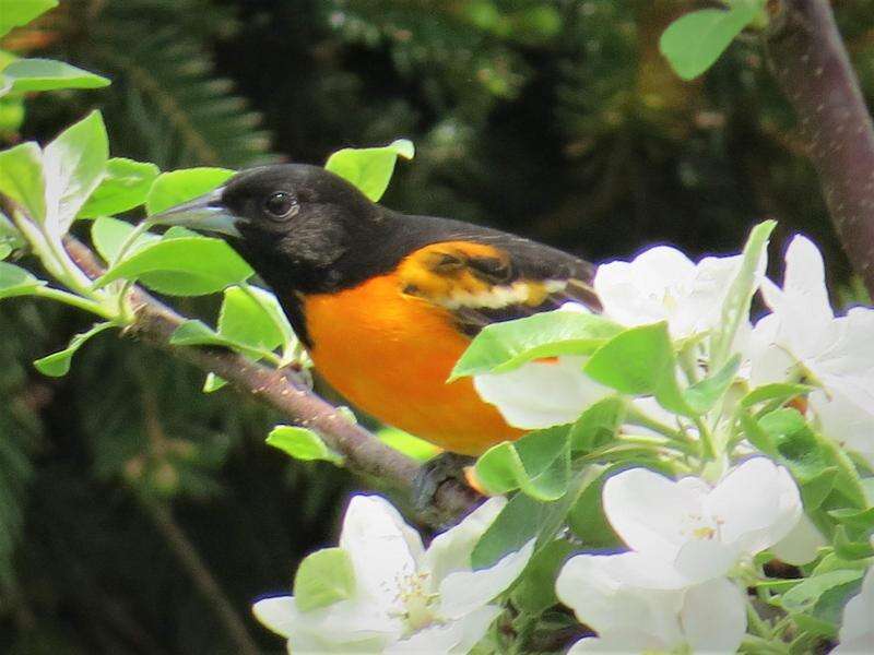 Baltimore Oriole - Nature Canada