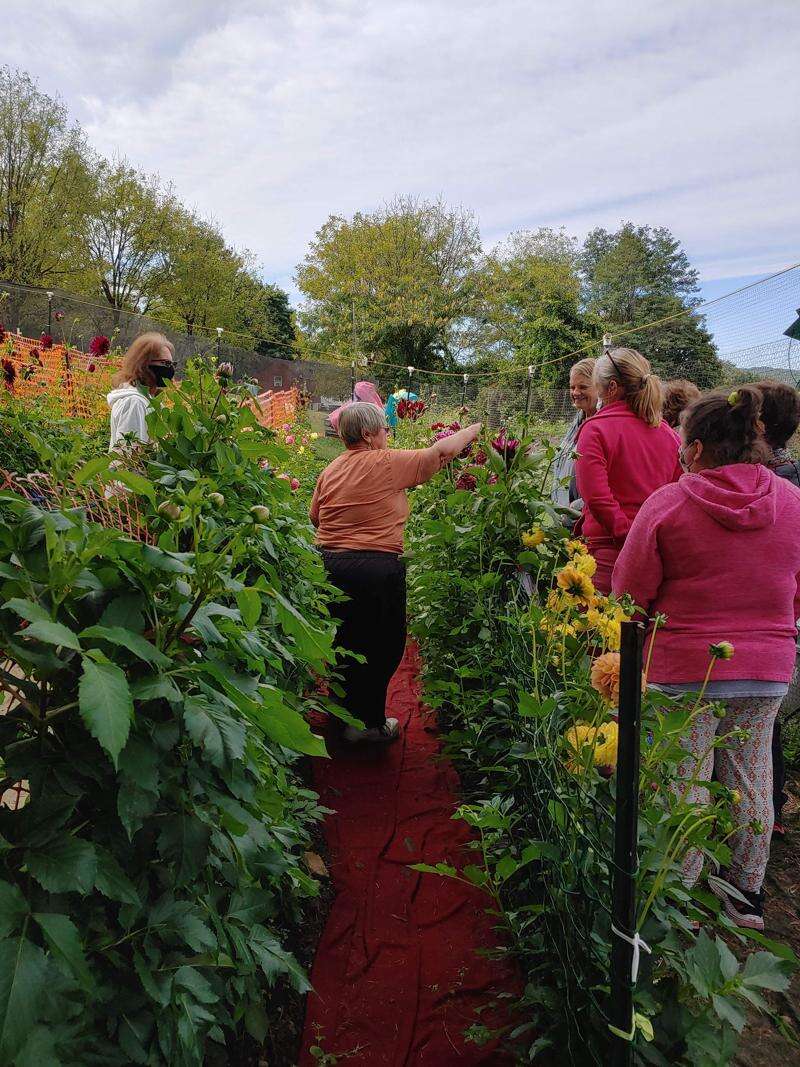 dahlia farm tour