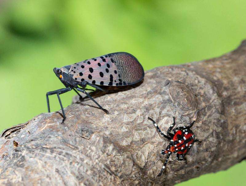 Squash Spotted Lanternflies For Future Food Security State Says Times News Online