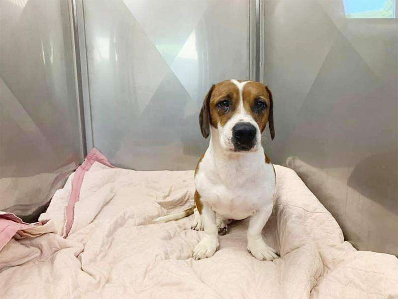 Good home for new arrivals dogs
