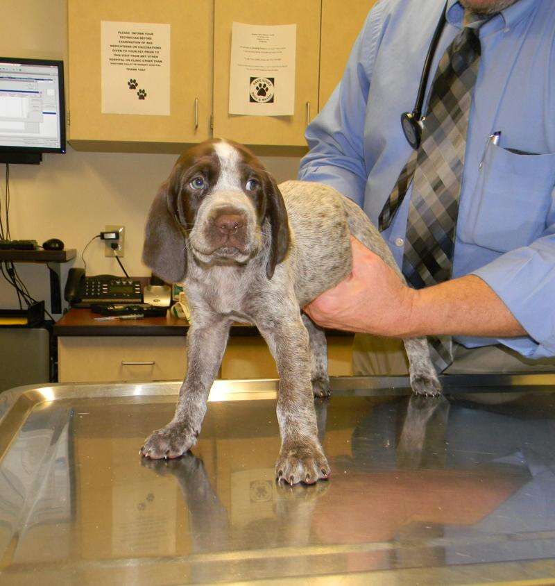 Our Dogs And The Coronavirus Times News Online