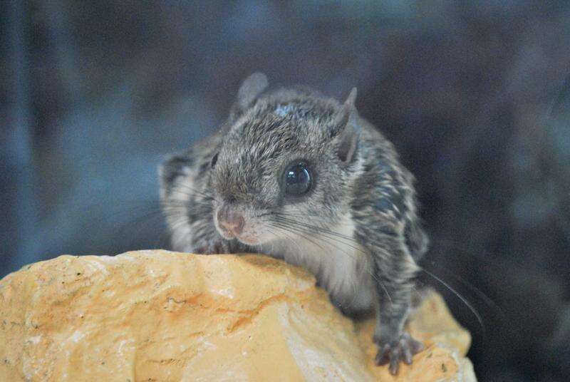 Hand raised baby flying squirrels sale shop