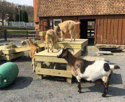 Pygmy Goat - Lehigh Valley Zoo