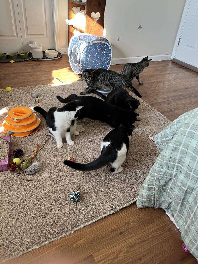 Feline Good Cat Rescue fundraises for permanent home Lehigh