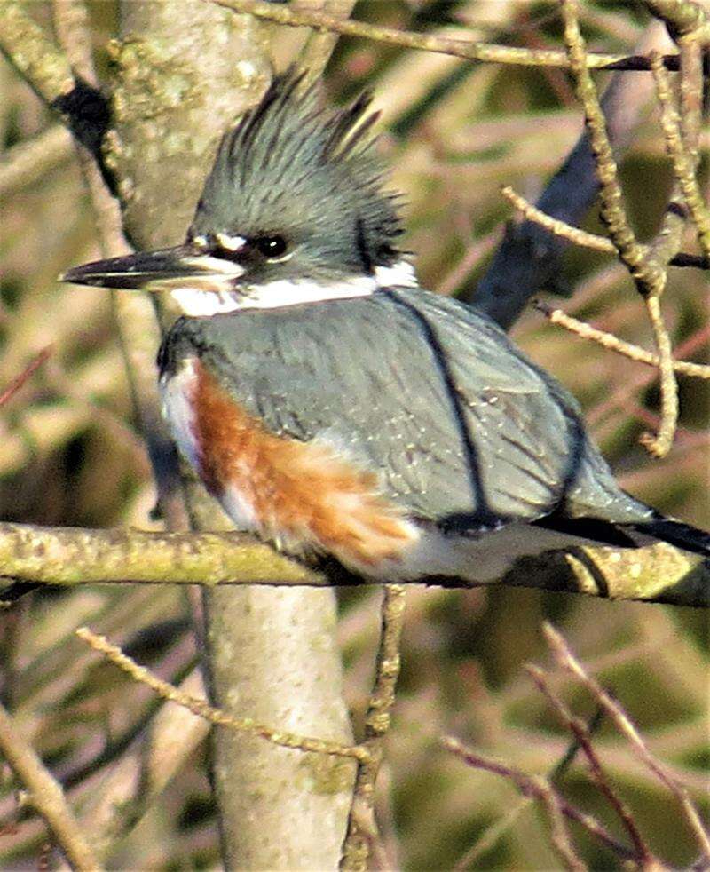 Birding: All about belted kingfishers: A resident and migrant, Wildlife,  Fishing and Outdoors