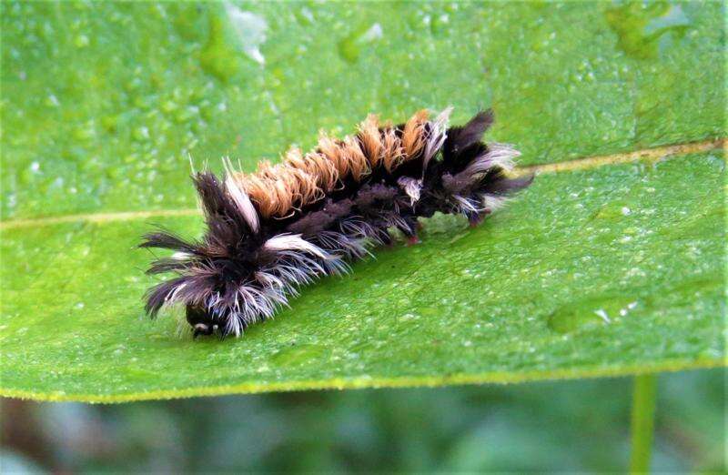 It S In Your Nature Some Common Caterpillars Times News Online,Wild Flower Drawing Easy