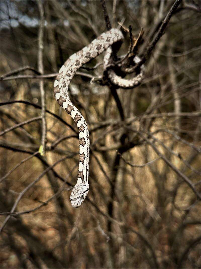 Gray Rat Snake 