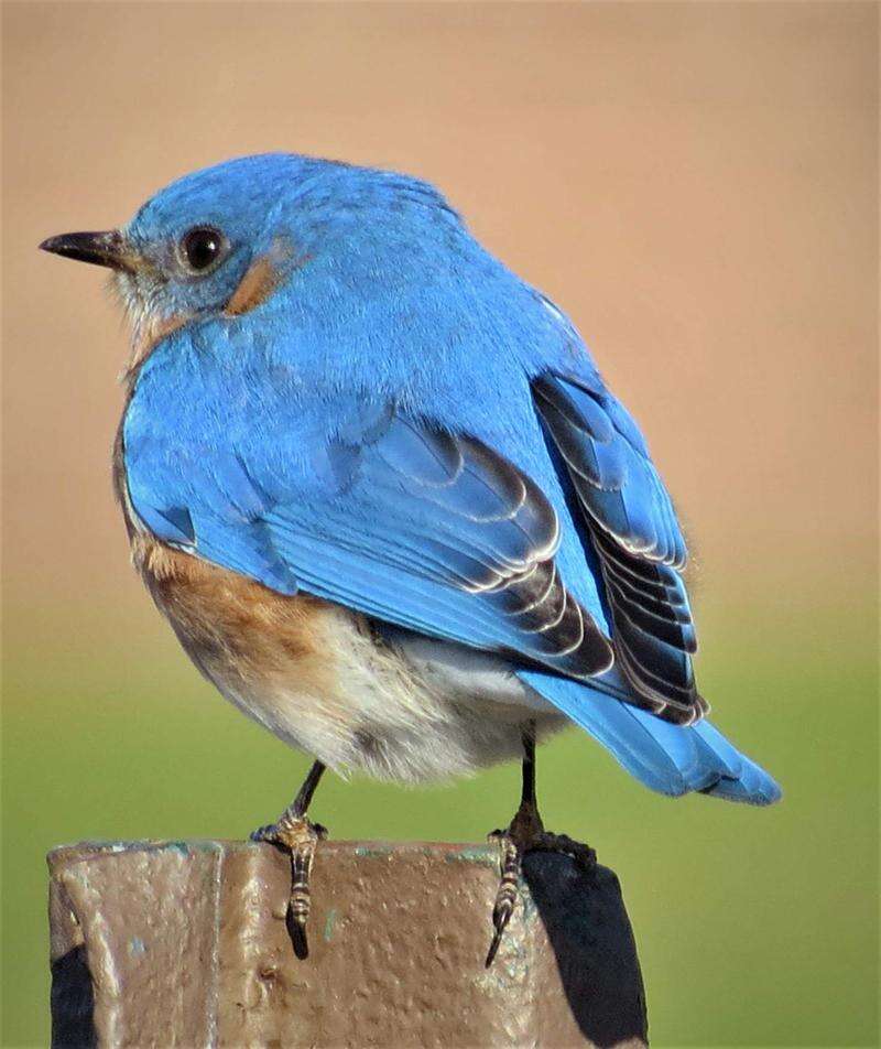 Bird Feature: Eastern Bluebird –