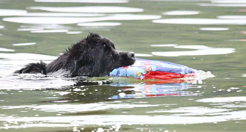 Newfoundland 2025 life jacket