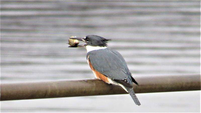 Belted Kingfisher With A Fish (plus an interesting foot adaptation