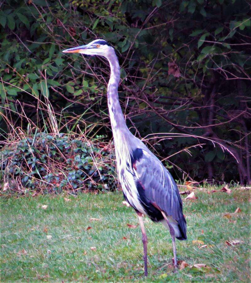 Which White Bird Is That?! Is It An Egret? Or A Heron? Or..?