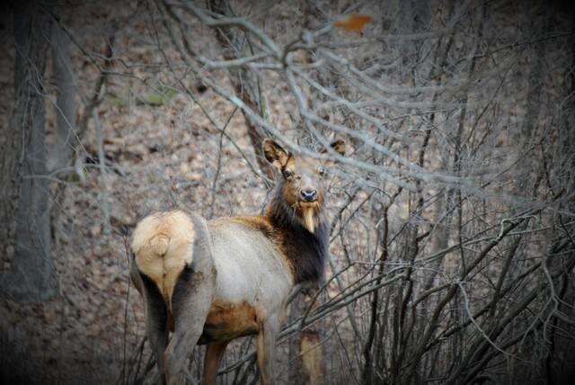 The Pennsylvania Elk Population Times News Online