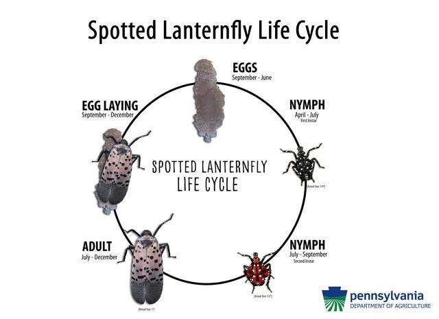 Spotted Lanternfly Spreading Times News Online
