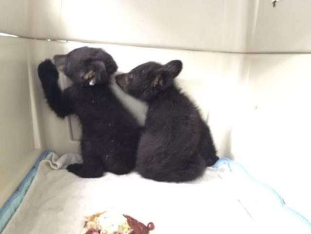 Orphaned Bear Cubs Rescued In State Forest Times News Online