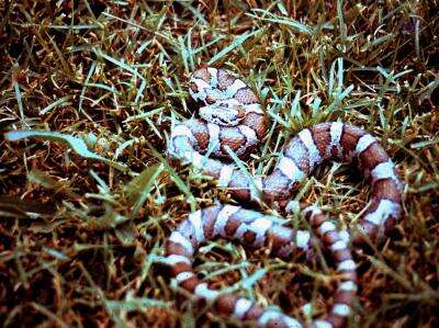 Our Venomous Snakes Times News Online
